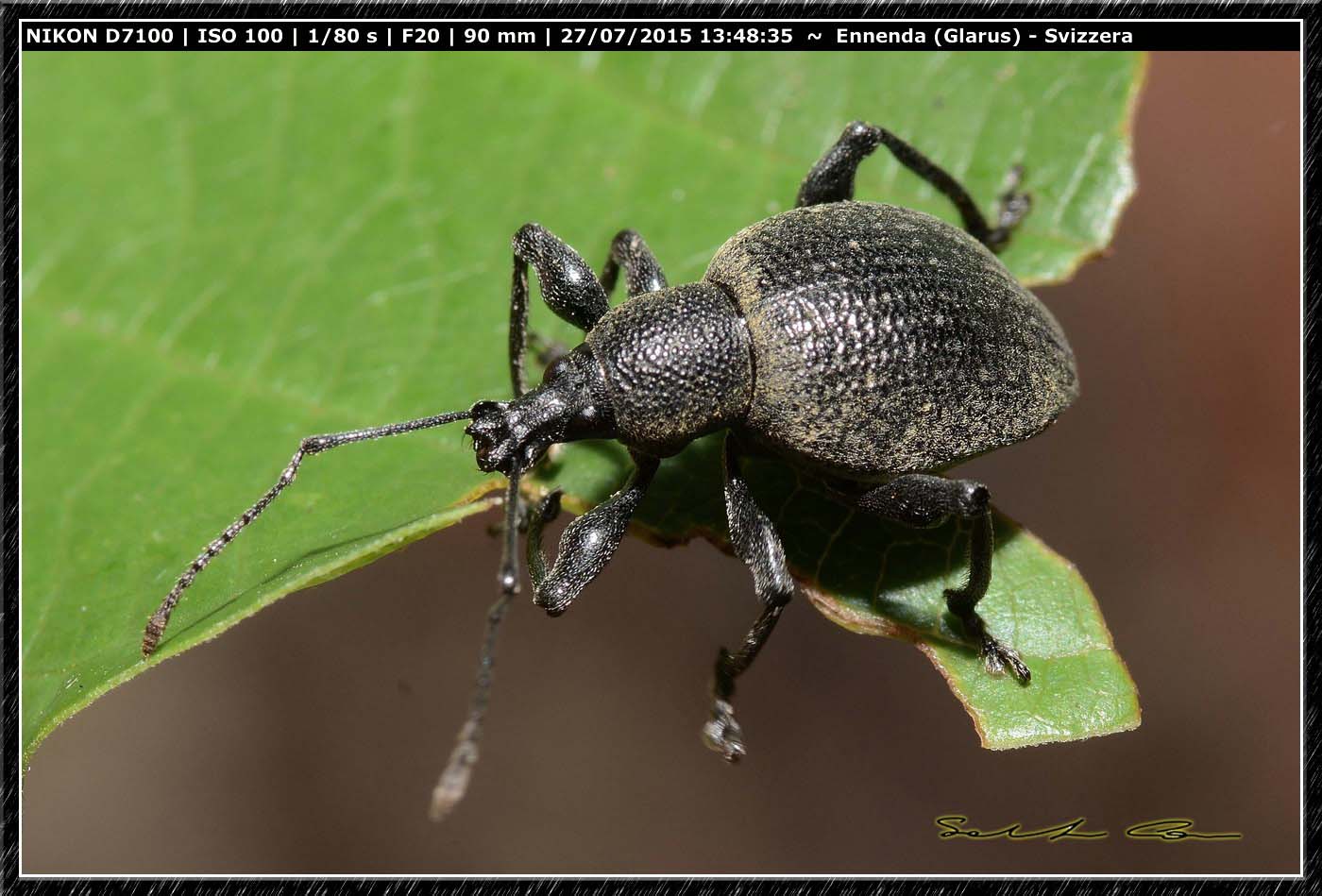 Curculionidae dalla Svizzera 2 - Otiorhynchus salicicola